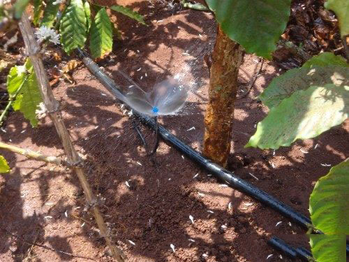 hệ thống tưới cà phê tự động