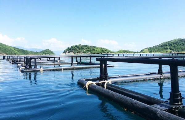 Làm bè nổi bằng ống nhựa HDPE