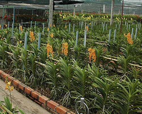 Hệ thống tưới phun sương trồng lan