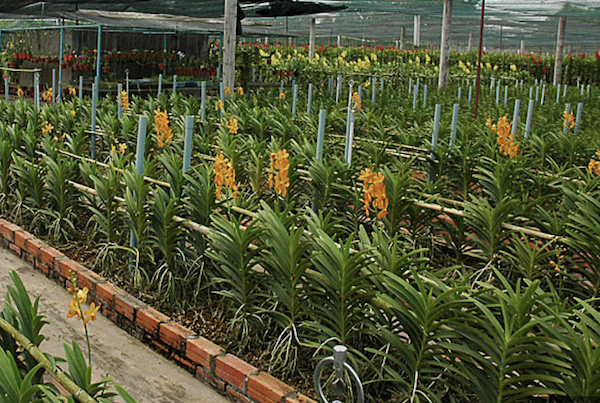 Hệ thống tưới phun sương trồng lan